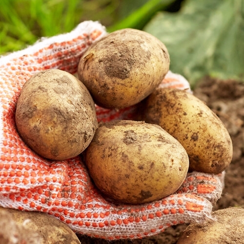 농협청과33번 감자 10kg  대 -가정실속형/쩌먹기 좋은크기