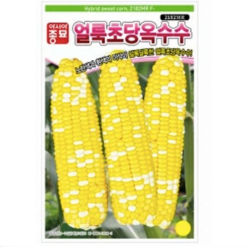 얼룩초당 옥수수 씨앗 2000립