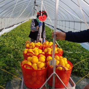 다담농산 성주 참외 실속 혼합과 10kg_이미지