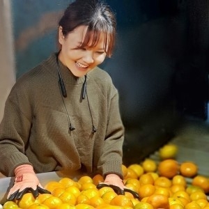 유나네농장 노지감귤 로얄과 10kg (1개)_이미지