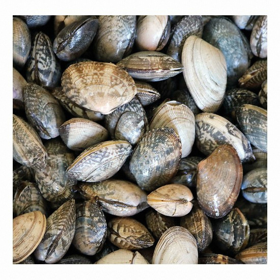 해리농협 고창 하전갯벌 바지락 17kg (1개)_이미지