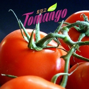   우듬지팜 토망고 1kg 2박스 상품이미지