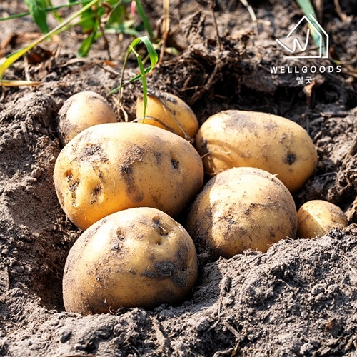 자연맛남 웰굿 포슬포슬 수미감자 중 5kg이미지입니다. 누르면 해당 게시물로 새창이동합니다.