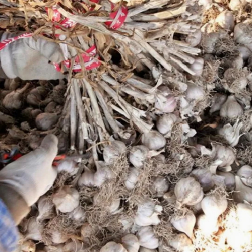 피그머니 의성 햇 마늘 대 반접 1.7kg
