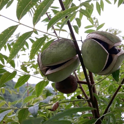기름밤나무 묘목 1년생 포트모종이미지입니다. 누르면 해당 게시물로 새창이동합니다.