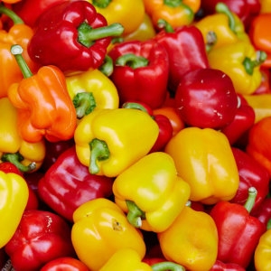 지지팜 국내산 못난이 파프리카 1kg 빨강노랑