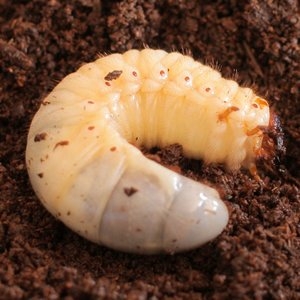 마인드미러 까사홈 곤충관찰 장수풍뎅이 애벌레기르기 세트