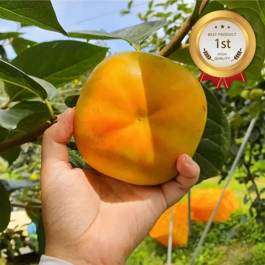 풍원영농조합 25년 수확 달콤아삭 경남단감 흠과 사이즈랜덤 5kg (1개)_이미지
