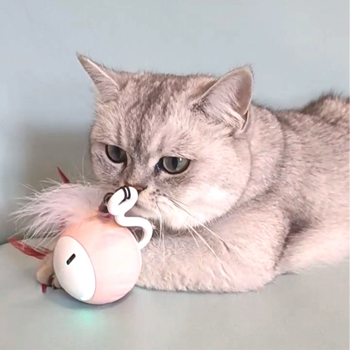 위바인 냥이묘해 스마트캣볼이미지입니다. 누르면 해당 게시물로 새창이동합니다.