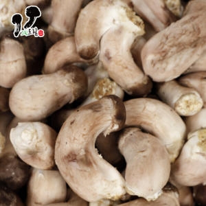 충주 그린드림 참송이버섯 꼬마 2kg