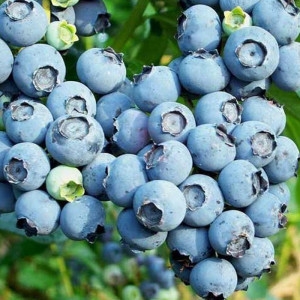 [불명] 목하원예조경 블루베리나무 듀크 2년생 포트묘 (1개)