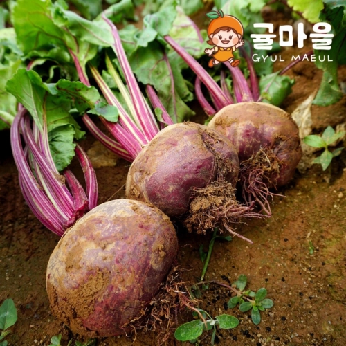 귤마을 제주직송 레드비트 혼합과 2kg이미지입니다. 누르면 해당 게시물로 새창이동합니다.