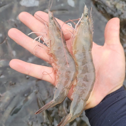 우체국쇼핑 신선하고 탱글한 신안 흰다리 급냉새우 1kg