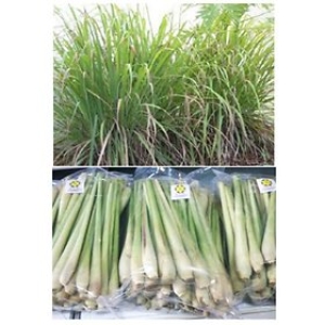 ��Ʈ����    sa ��Ʈ�����