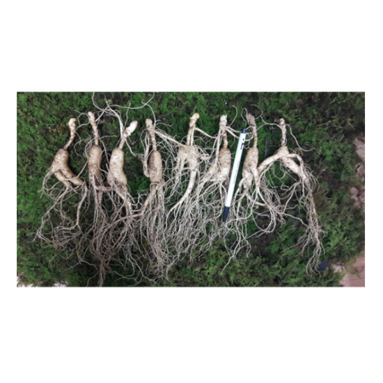 대영산삼 15년근 10뿌리