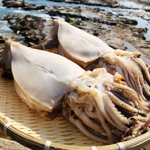 건어물이좋다 반건조오징어 10미 특대/대/중/소 동해영덕해풍반건오징어 최고중량/원양산오징어 원양 왕특대 1.7kg 10마리 1개