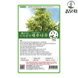 다농 DN 대추나무 산조인 <b>씨앗</b> 20g