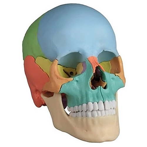 3B사이언티픽 A45 착색 두개골모형 22분리이미지입니다. 누르면 해당 게시물로 새창이동합니다.