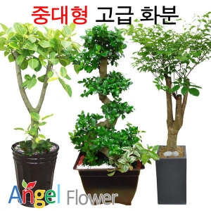 엔젤플라워 중대형 고급 화분
