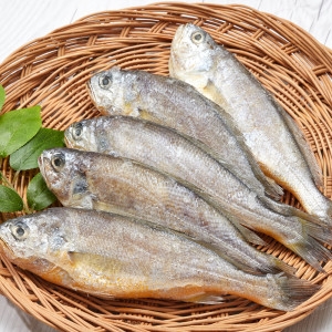 건어물천국 반건조 침조기 긴가이석태 7마리 26-28cm 손질 런칭_이미지