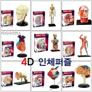 4D인체해부모형시리즈/4D퍼즐/고급입체퍼즐/인체모형_이미지