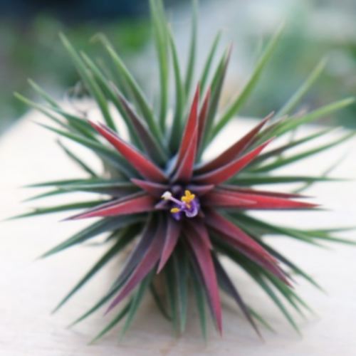 갑조네 ㅤ틸란드시아 이오난사 대_이미지