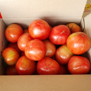 [불명] 용이다팜 찰토마토 랜덤과 5kg