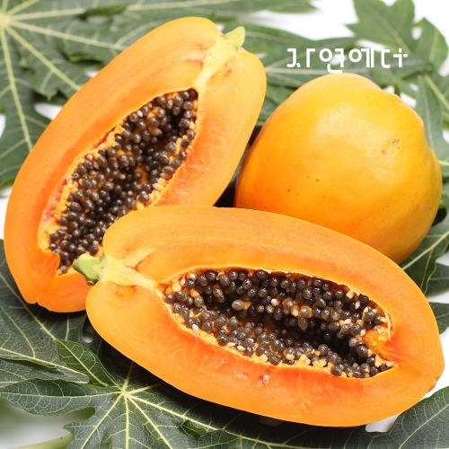 �ڿ����� ��⵵ ��õ ����ź ������ ���ľ� 2kg