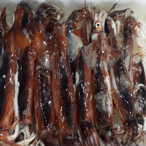 독도사랑건어물 오징어,냉동오징어  국산이미지입니다. 누르면 해당 게시물로 새창이동합니다.