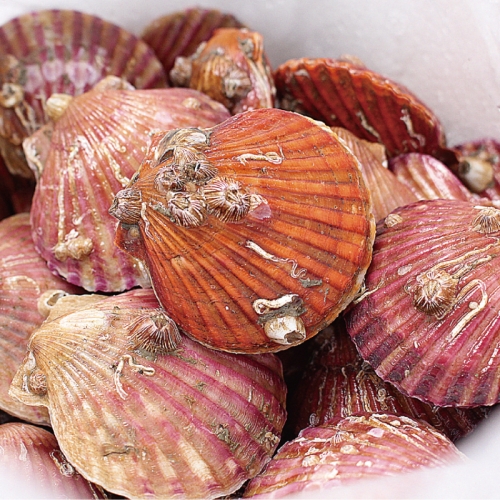 경상도수산 통영 세척 홍가리비 1kg이미지입니다. 누르면 해당 게시물로 새창이동합니다.