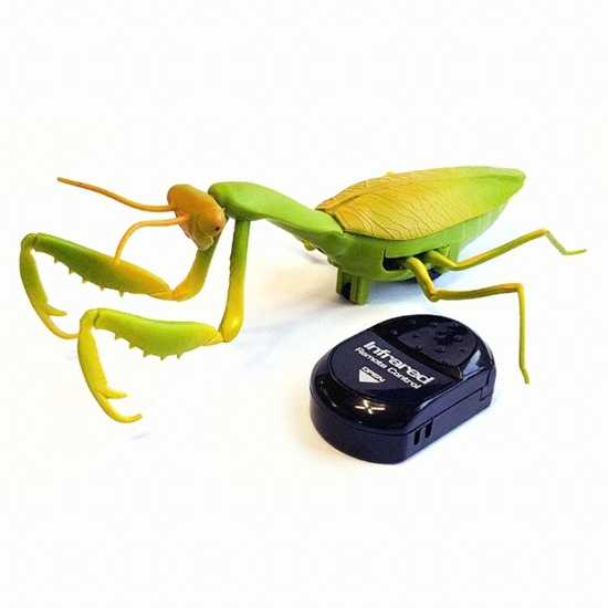 반디 자이언트 사마귀이미지입니다. 누르면 해당 게시물로 새창이동합니다.