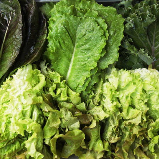 GFresh ����� ��ä�� 600g