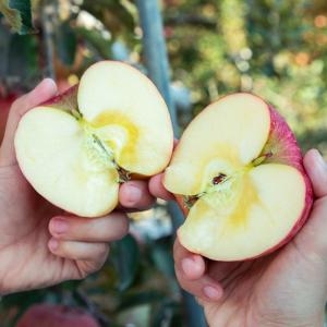오늘아침사과 오늘아침 꿀맛사과 15과(개) 3kg_이미지