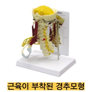 GPI G172 고급형 근육경추 모형이미지입니다. 누르면 해당 게시물로 새창이동합니다.