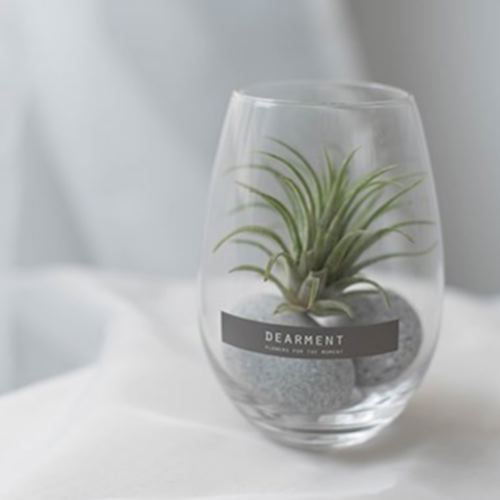 디어먼트 틸란드시아 테라리움