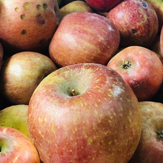 아침이슬사과 경북 사과 주스용 10kg (1개)