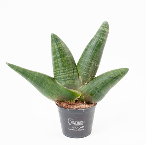 더플라워샵 ㅤ코뿔소스투키 (중)_이미지