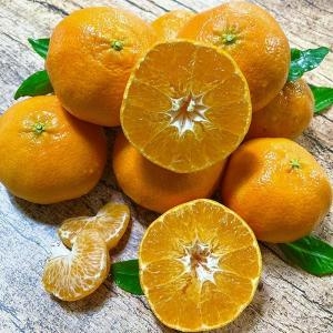 바른솝 제주 레드향 가정용 10kg (1개)