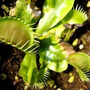 ���̾�119 ����/�ĸ����� Flytrap /JS-33056