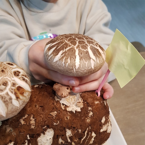 [불명] 집에서 표고버섯 키우기