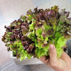 매일매일 싱싱한 상추 꽃상추 청상추 2kg