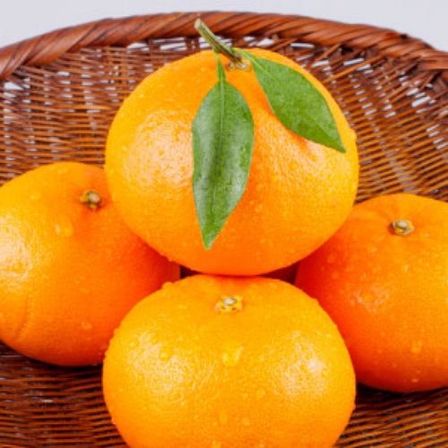 조은해남 제주 노지 감귤 중(로얄) 10kg (1개)_이미지