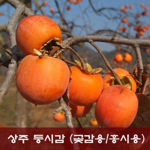 상주곶감 만들기/ 곶감용감 둥시감 10kg 감걸이/홍시용감/생감/단감/땡감/대봉감_이미지