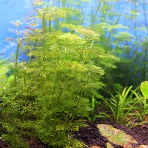 �������� �Ϻ긮��  3��  /�ʺ��ڼ���/�ڿ�����/�߰����/�İ����/������/��������