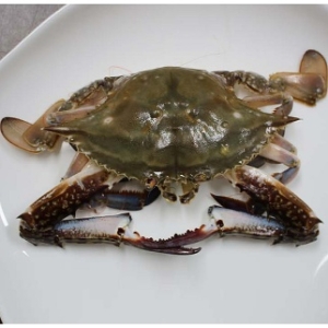 가을 꽃게 1kg