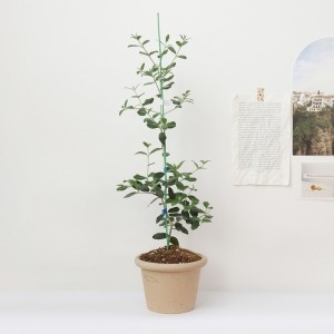 ������ �ø��곪�� ��ǰ ������� �ǳ�������ȭ�Ĺ� �ø��곪��Ű��� �����Ĺ� �ݷ��Ĺ� �÷��׸���