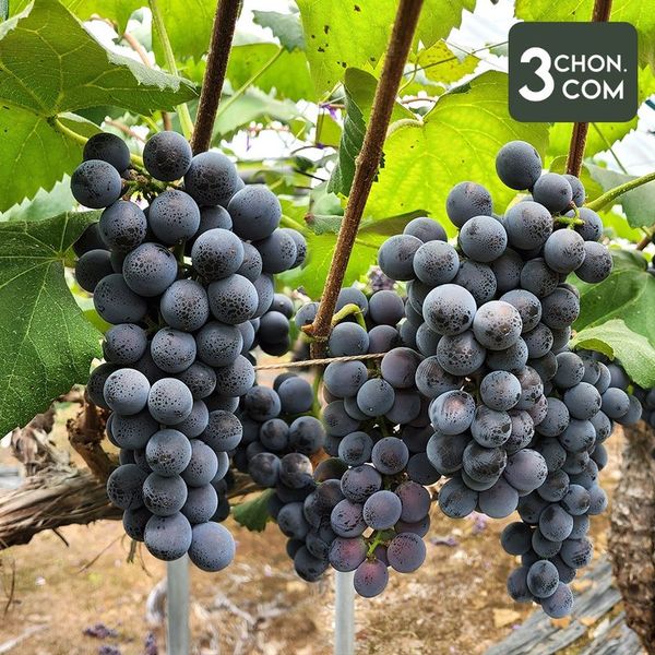 영동 달콤한 캠벨 포도 2kg