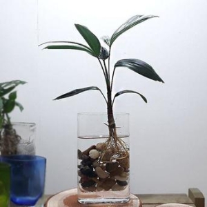 관음죽 수경재배 홈가드닝 네모 유리화병포함_이미지