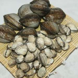 우체국쇼핑 살이꽉찬 제철맞은 새꼬막 1.5kg 기본이미지입니다. 누르면 해당 게시물로 새창이동합니다.