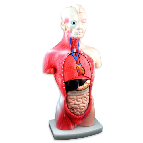 SMN 전문가용 인체해부상 인체모형 사람인체구조 장기분해